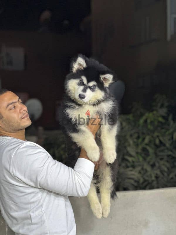 giant Alaskan malamute - جيانت الاسكا مالموت 4