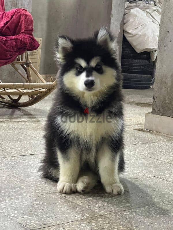 giant Alaskan malamute - جيانت الاسكا مالموت 7