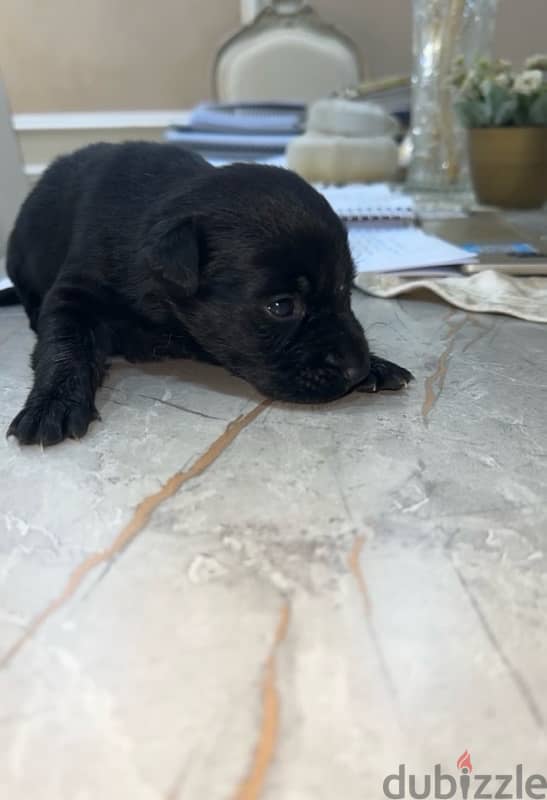 Black golden retriever mix( price is negotiable) 0