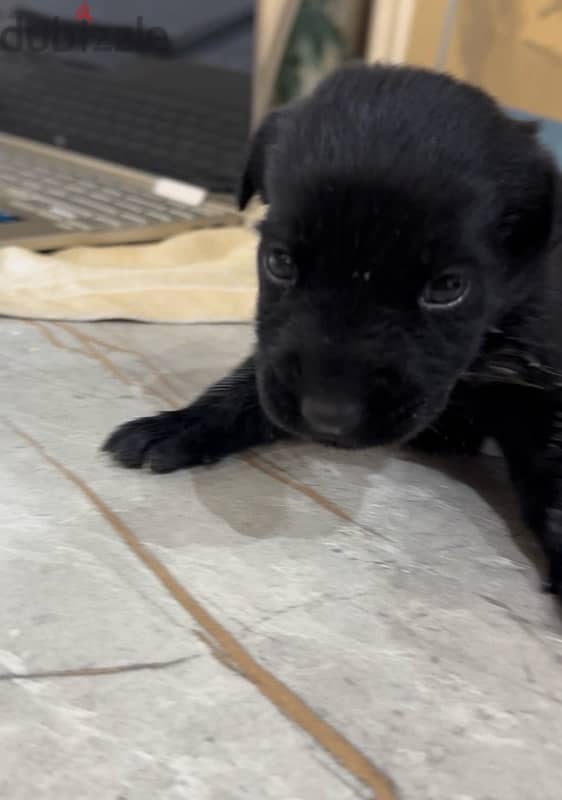 Black golden retriever mix( price is negotiable) 2