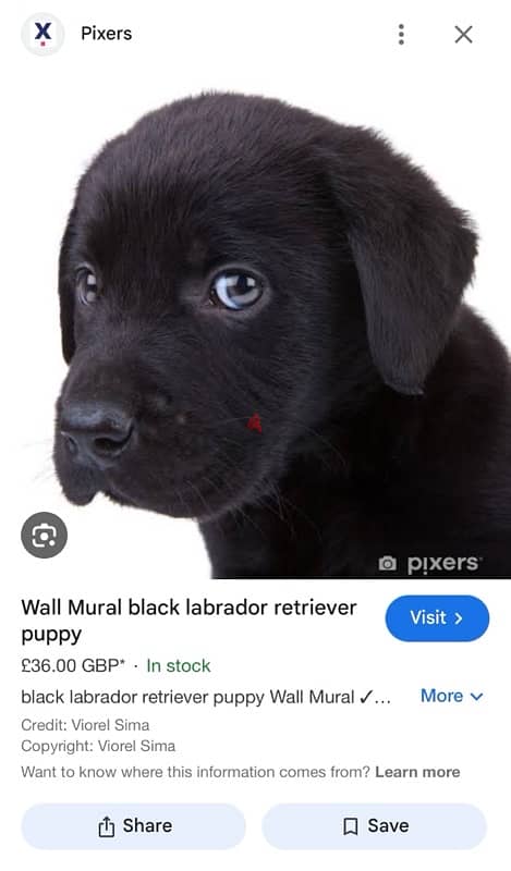 Black golden retriever mix( price is negotiable) 5