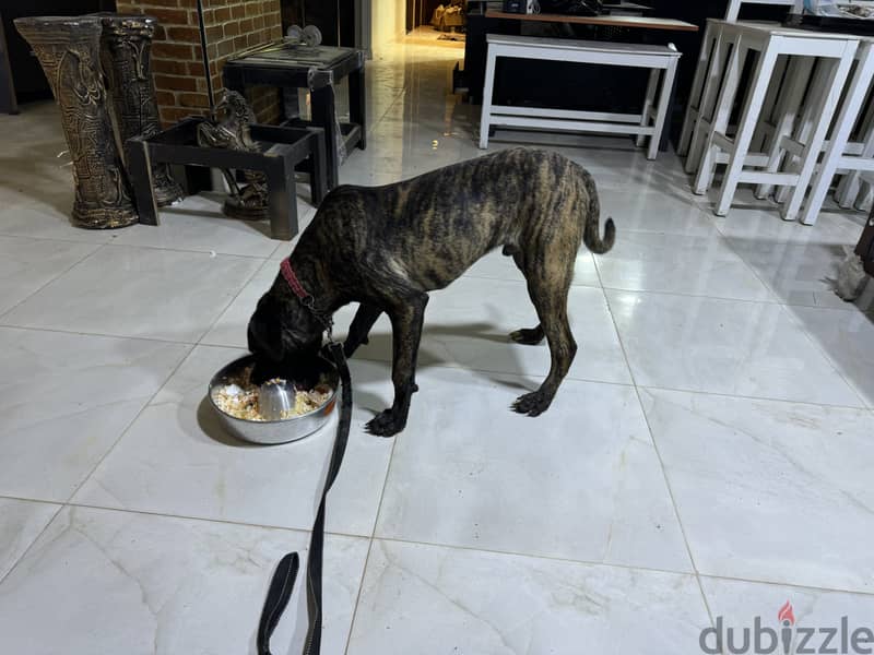 Presa Canario 9 months old 0