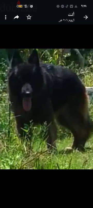 دكر جيرمن شيبرد. german shepard 1