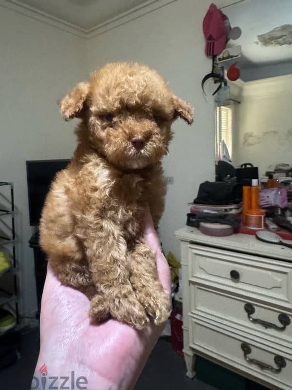 Toy Poodle 0