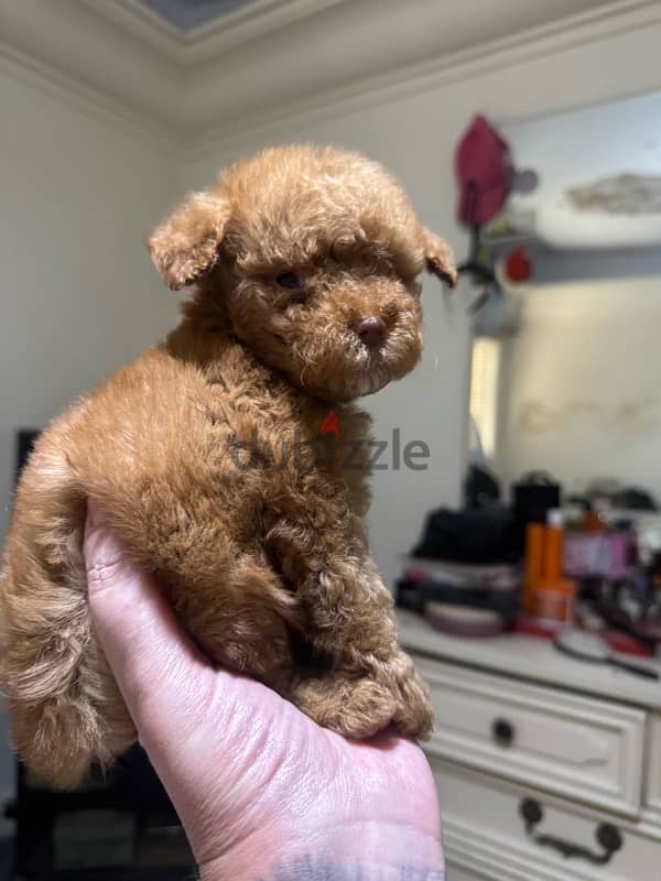 Toy Poodle 1