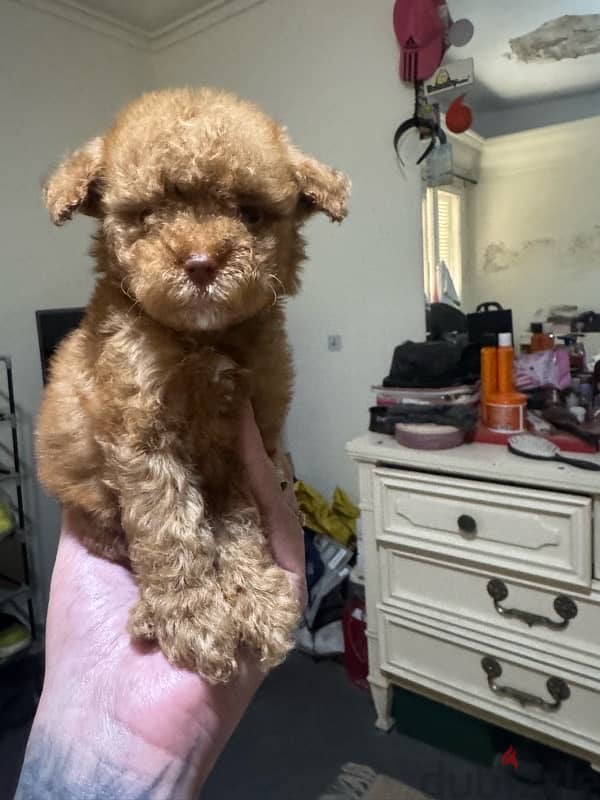 Toy Poodle 2