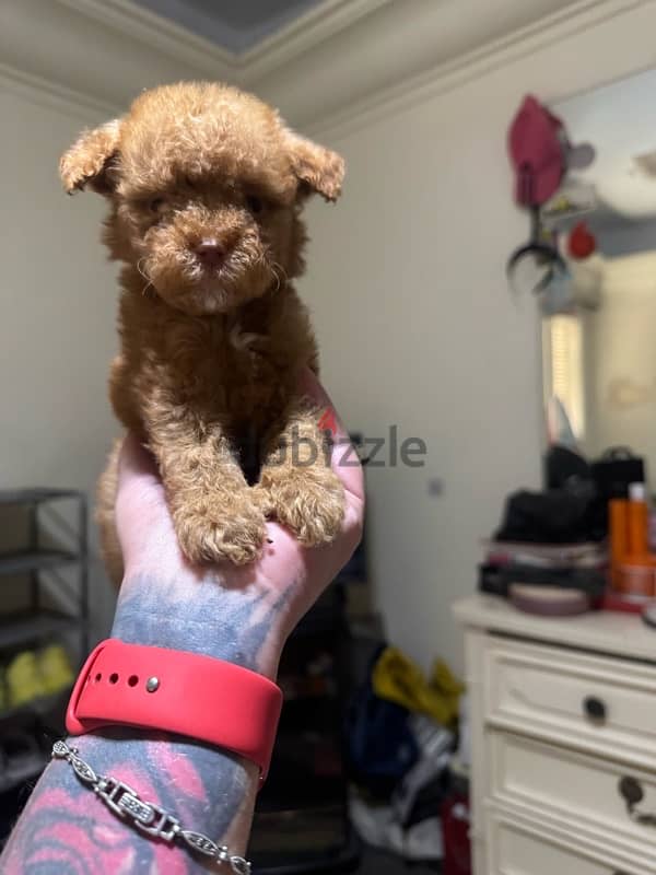 Toy Poodle 3