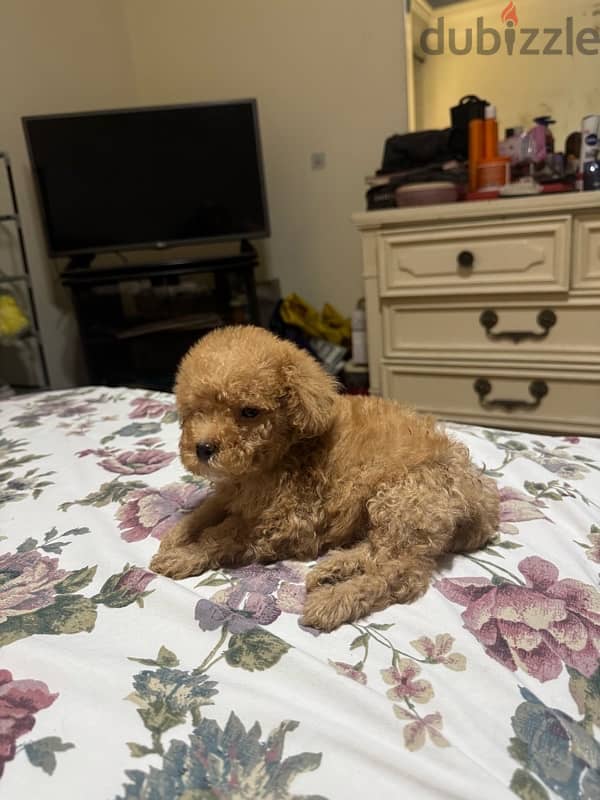 Toy Poodle 6