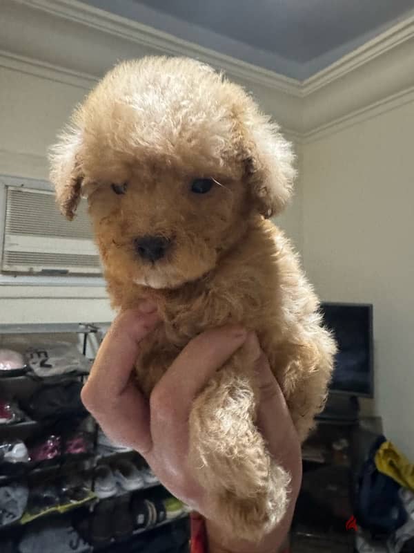 Toy Poodle 7