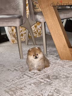 Pomeranian 0