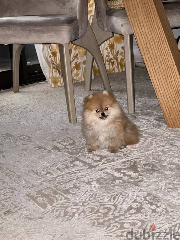 Pomeranian 1