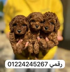 toy poodle 0