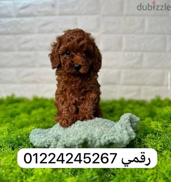 toy poodle 45 days 0