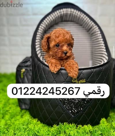 toy_poodle_