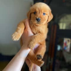 Golden Retriever puppies   جراوي جولدن ريتريفر 0