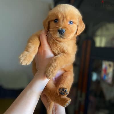 Golden Retriever puppies   جراوي جولدن ريتريفر