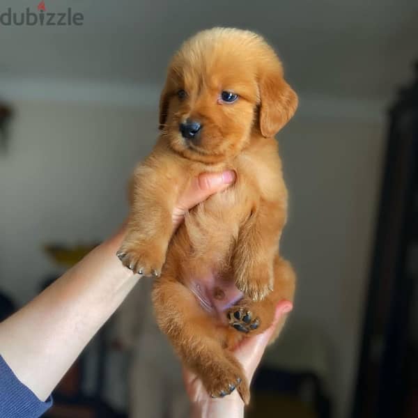 Golden Retriever puppies   جراوي جولدن ريتريفر 1