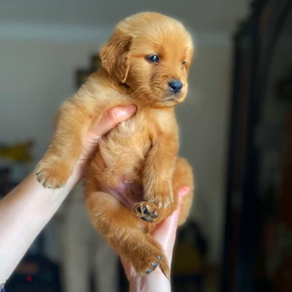 Golden Retriever puppies   جراوي جولدن ريتريفر 2