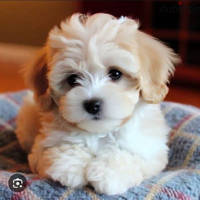 Pur Maltipoo