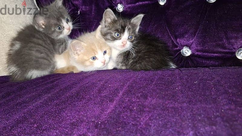 kittens 2