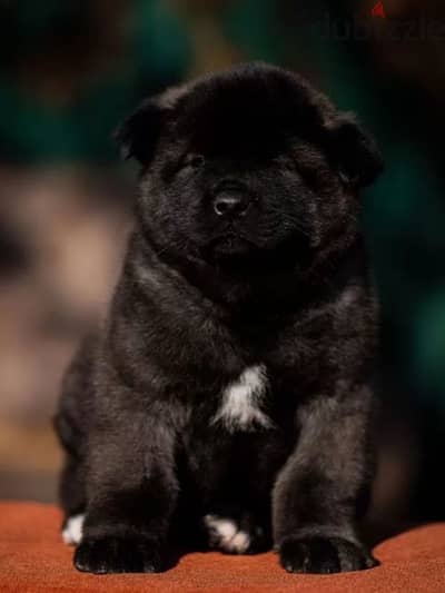 American Akita puppy boy from Russia