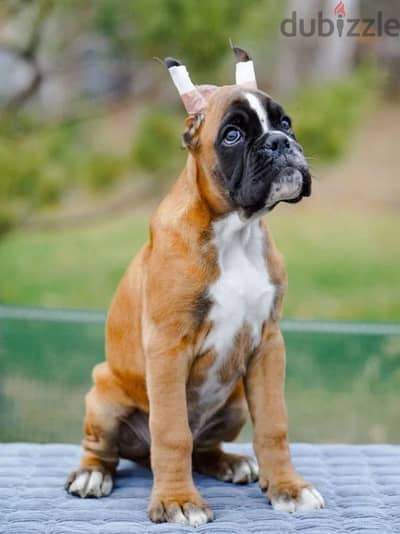 Boxer