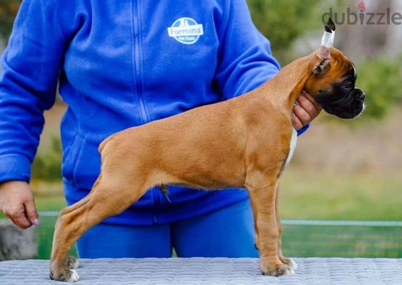 Boxer puppy boy from Russia 1