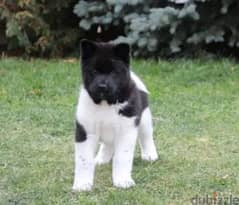 American Akita puppies boys from Russia 0