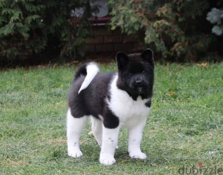 American Akita puppies boys from Russia 1