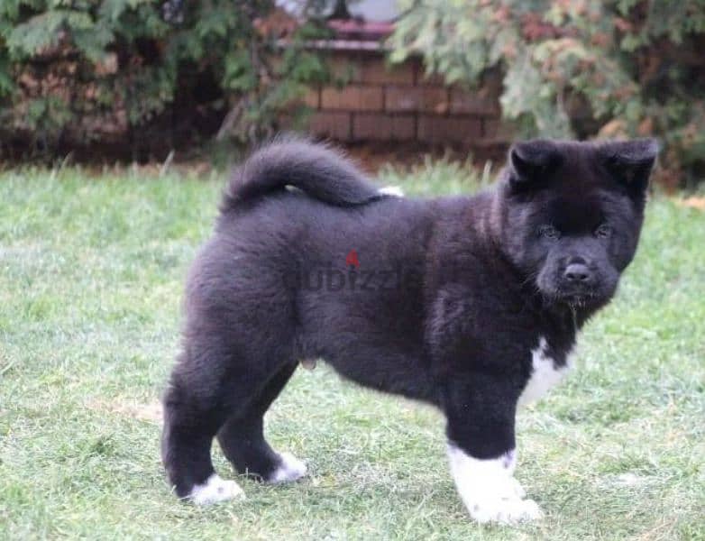 American Akita puppies boys from Russia 2