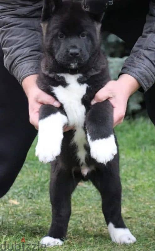 American Akita puppies boys from Russia 3