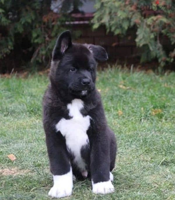 American Akita puppies boys from Russia 5