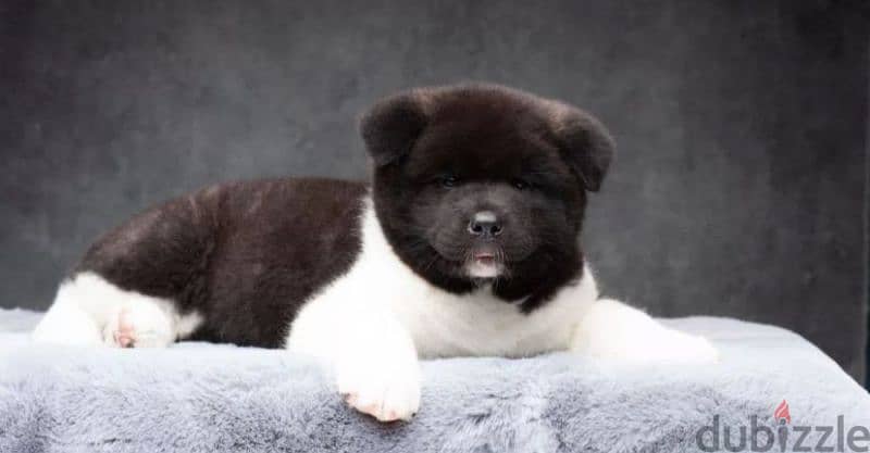 American Akita puppy boy from Russia 0