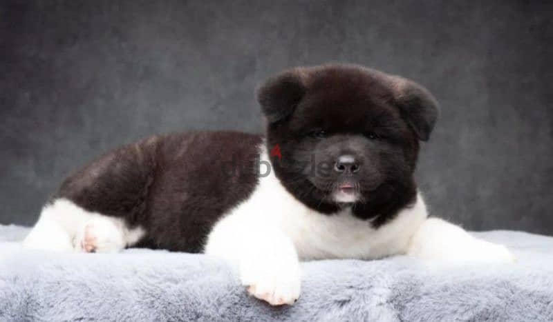 American Akita puppy boy from Russia 2