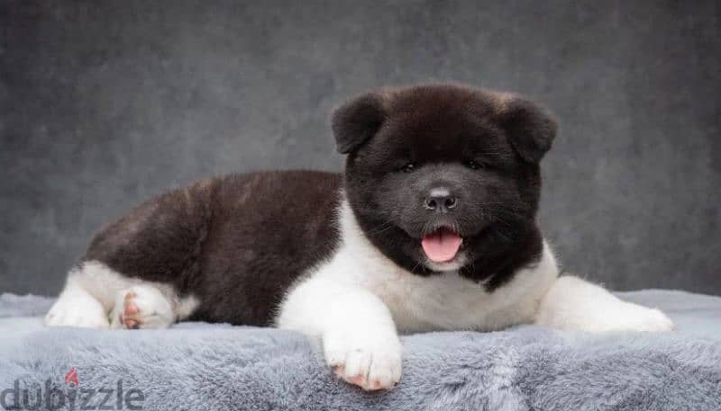 American Akita puppy boy from Russia 3