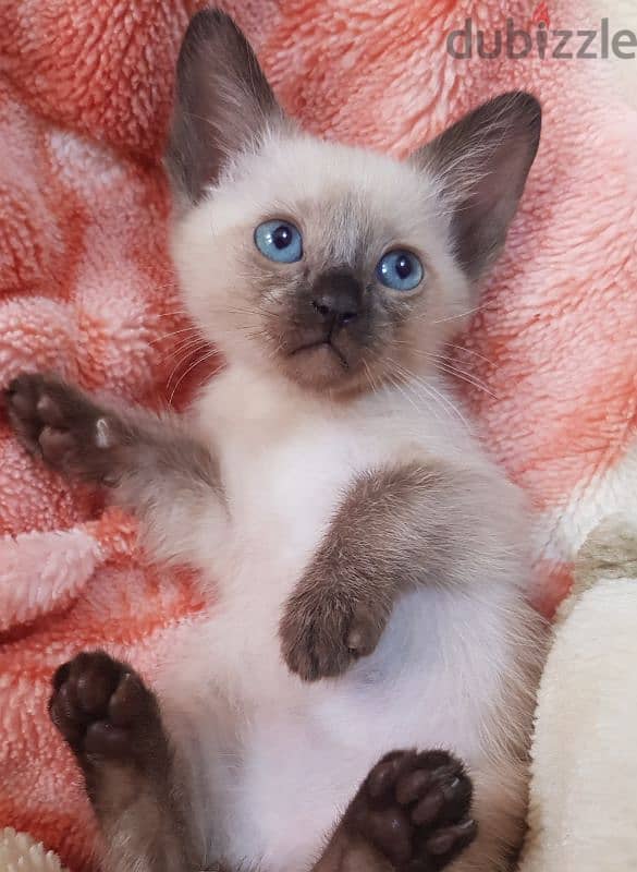 سيامي قطط سيامى كيتن siamese kittens 0