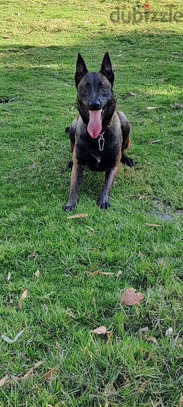 imported Pure Belgium Malinois