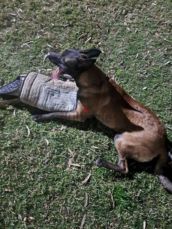 imported Pure Belgium Malinois 1