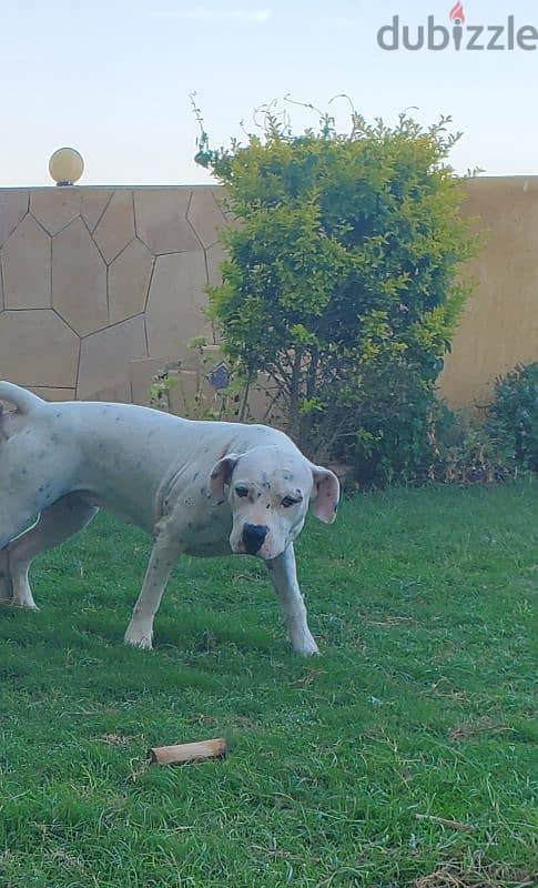 Puppies of unique Dogo Argantino father 1