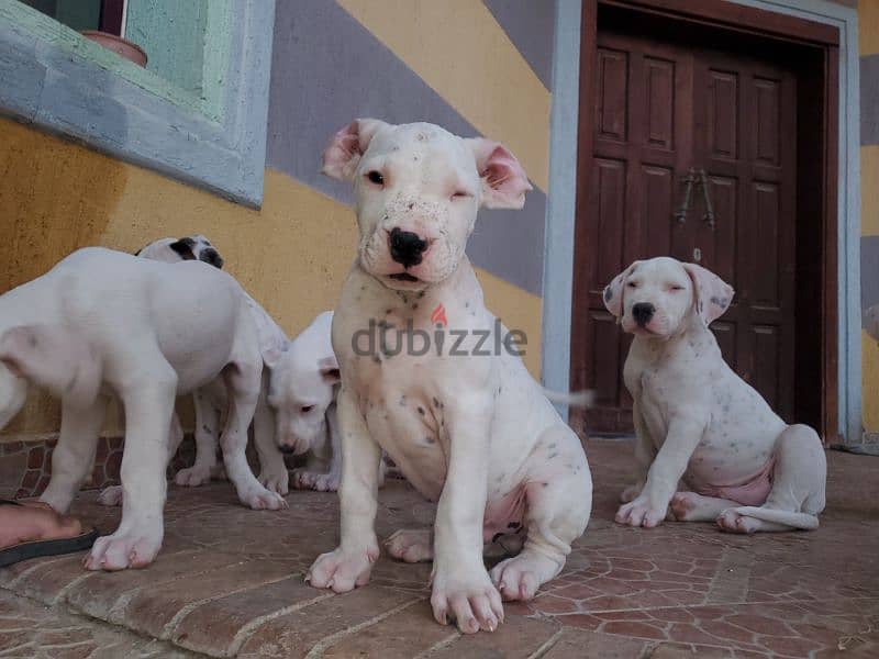 Puppies of unique Dogo Argantino father 3