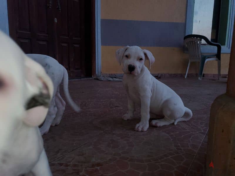 Puppies of unique Dogo Argantino father 4