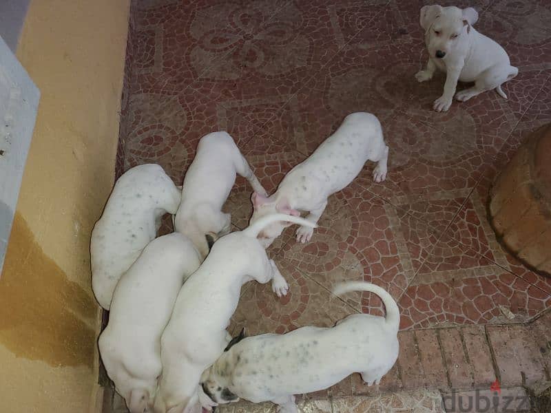 Puppies of unique Dogo Argantino father 5