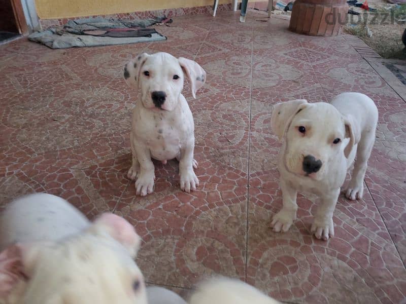 Puppies of unique Dogo Argantino father 6