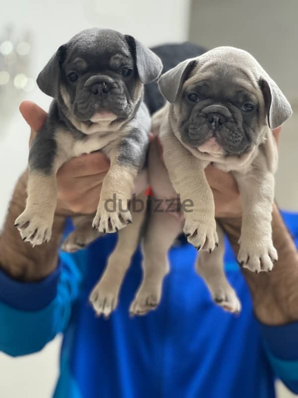 french bulldog فرينش بولدوج puppy 0