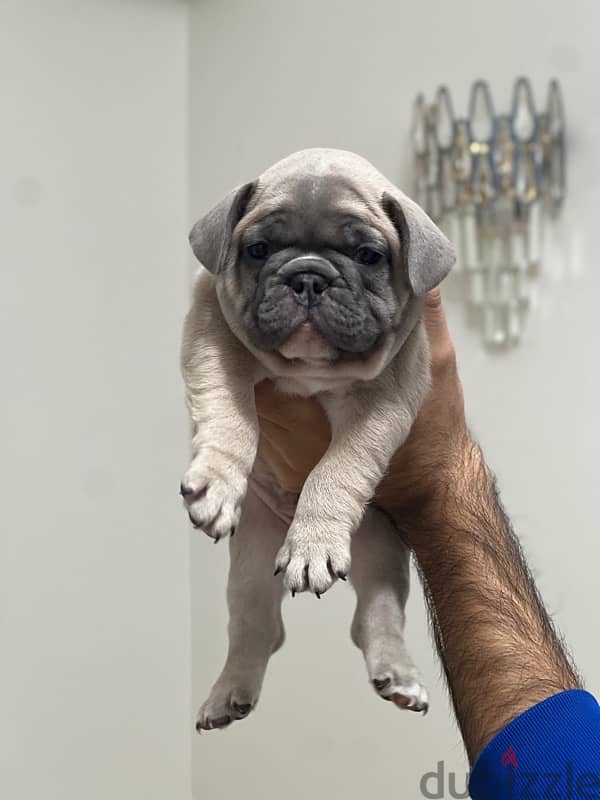 french bulldog فرينش بولدوج puppy 1