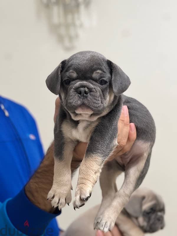 french bulldog فرينش بولدوج puppy 2