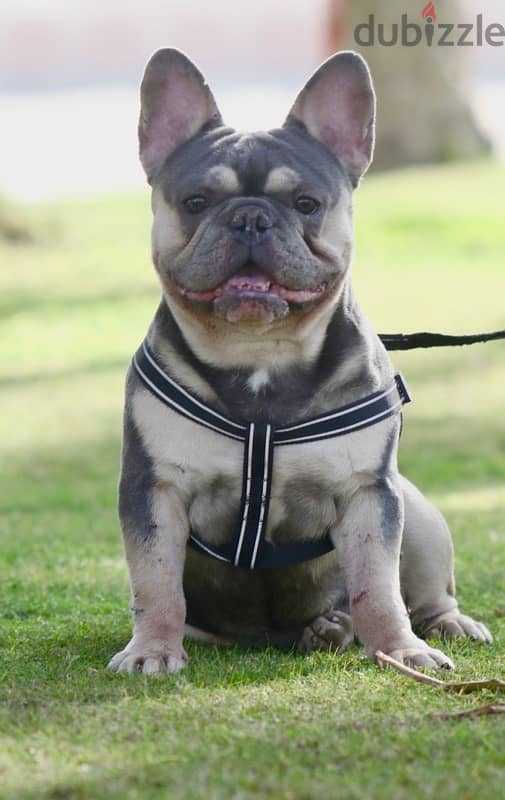 french bulldog فرينش بولدوج puppy 3