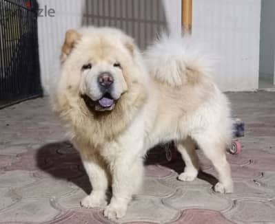 كلب الملوك و المشاهير تشاو تشاو Chow Chow