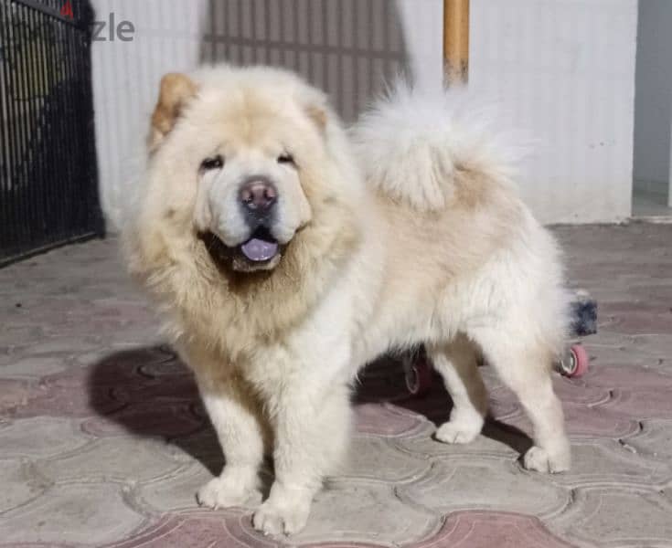 كلب الملوك و المشاهير تشاو تشاو Chow Chow 0