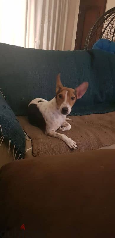 Male Irish Jack Russell. tri colour. short legged. short hair